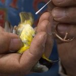 seaparo sa cloacal holim'a nonyana