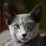 Colorterest D Cat