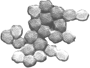 Células infectadas por adenovirus de aves