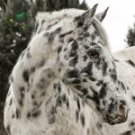 Appaloosa modelis