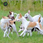 Test di Razza di Cane